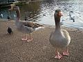 Bovver Boys - Canada Geese can strike any place, any time DSCN0971